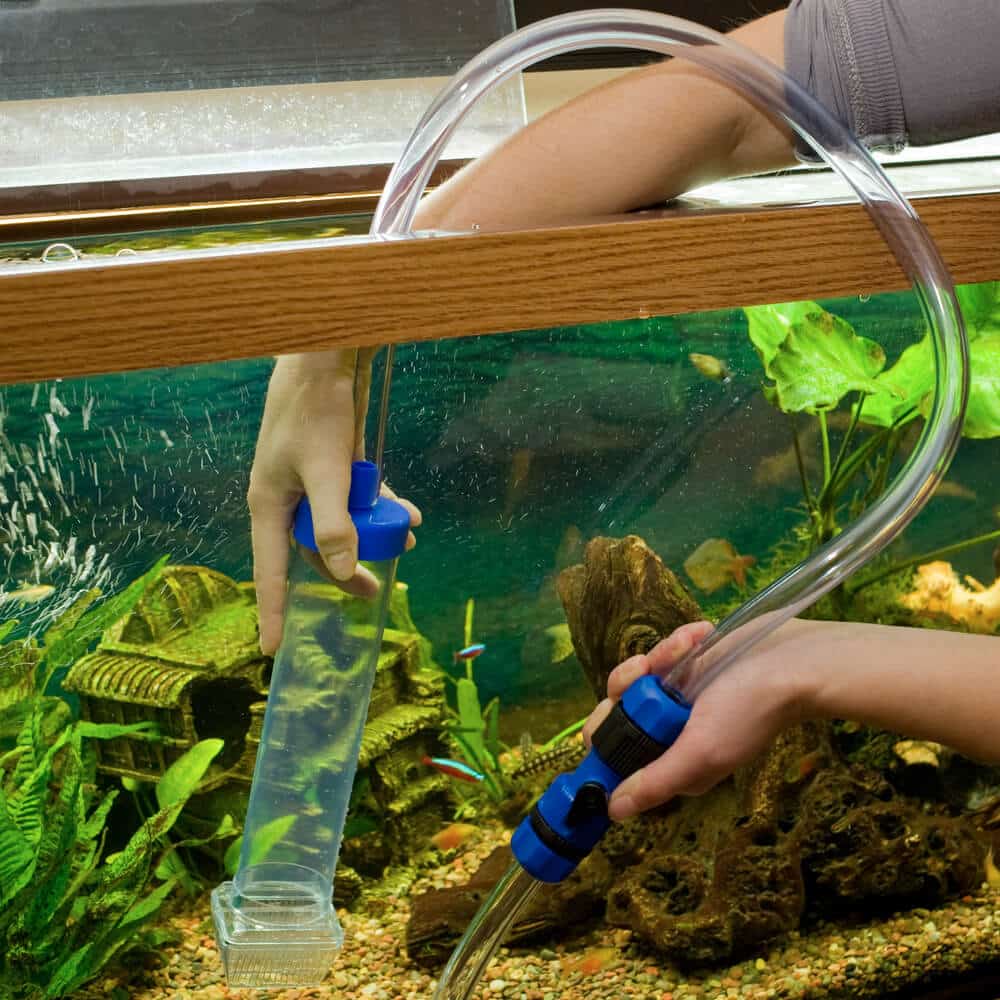 Как часто обновлять воду в аквариуме | Как часто менять воду в аквариуме