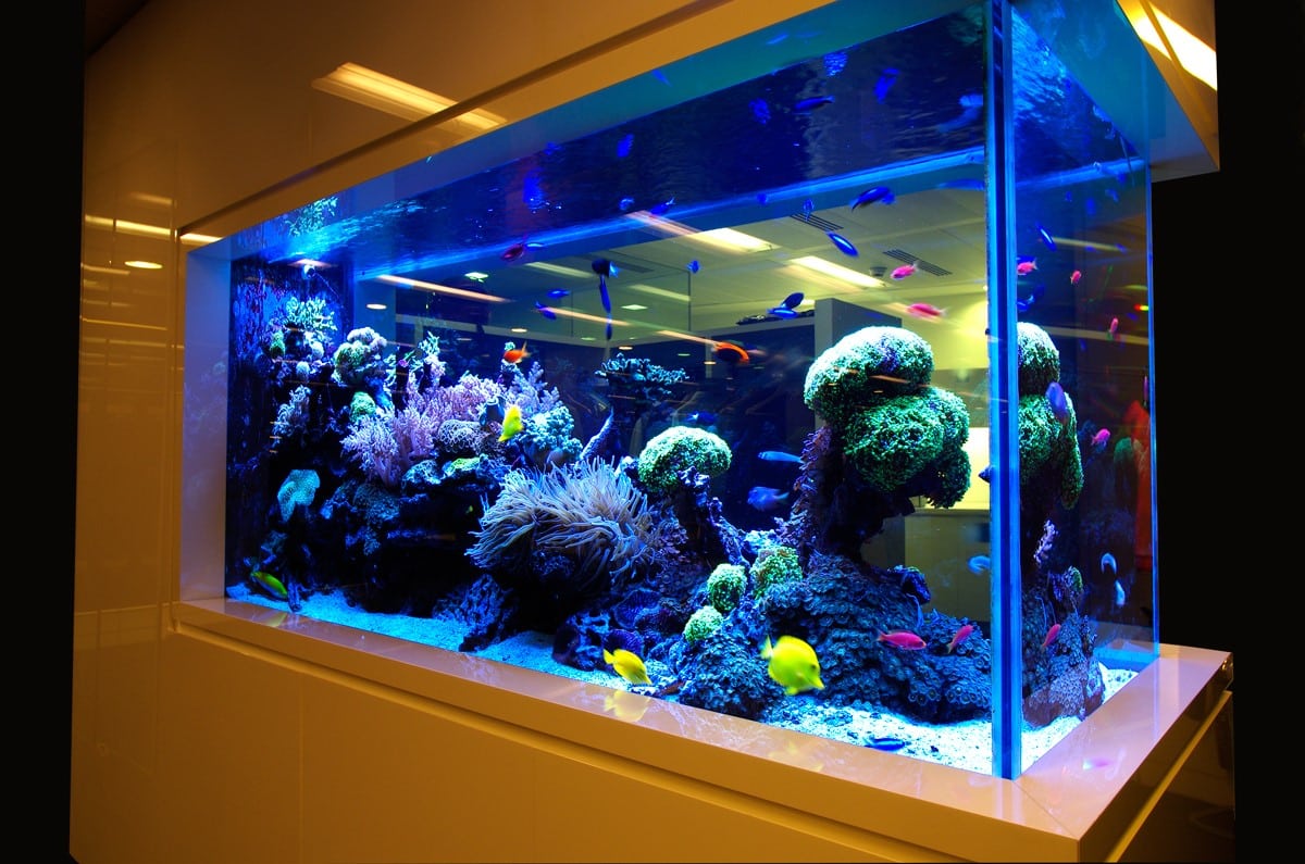 Можно ли менять воду в аквариуме полностью | Как часто менять воду в аквариуме