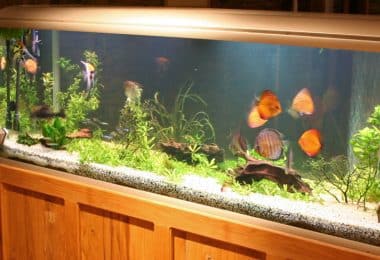 Как часто менять воду в аквариуме