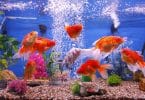 Сколько рыбок можно держать в аквариуме: 5, 10, 15, 20, 30, 40, 50, 60, 100, 150, 300, 1000 литров