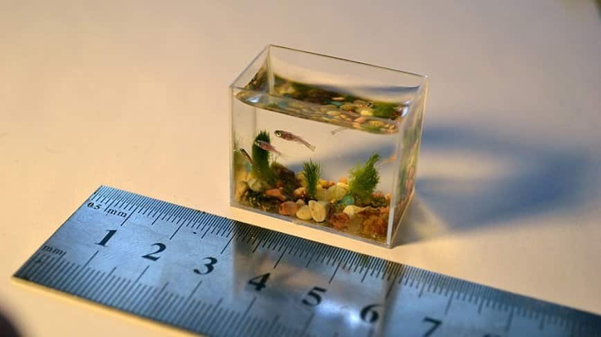 Сколько рыбок можно держать в маленьком аквариуме менее 5 литров | Сколько рыбок можно держать в аквариуме